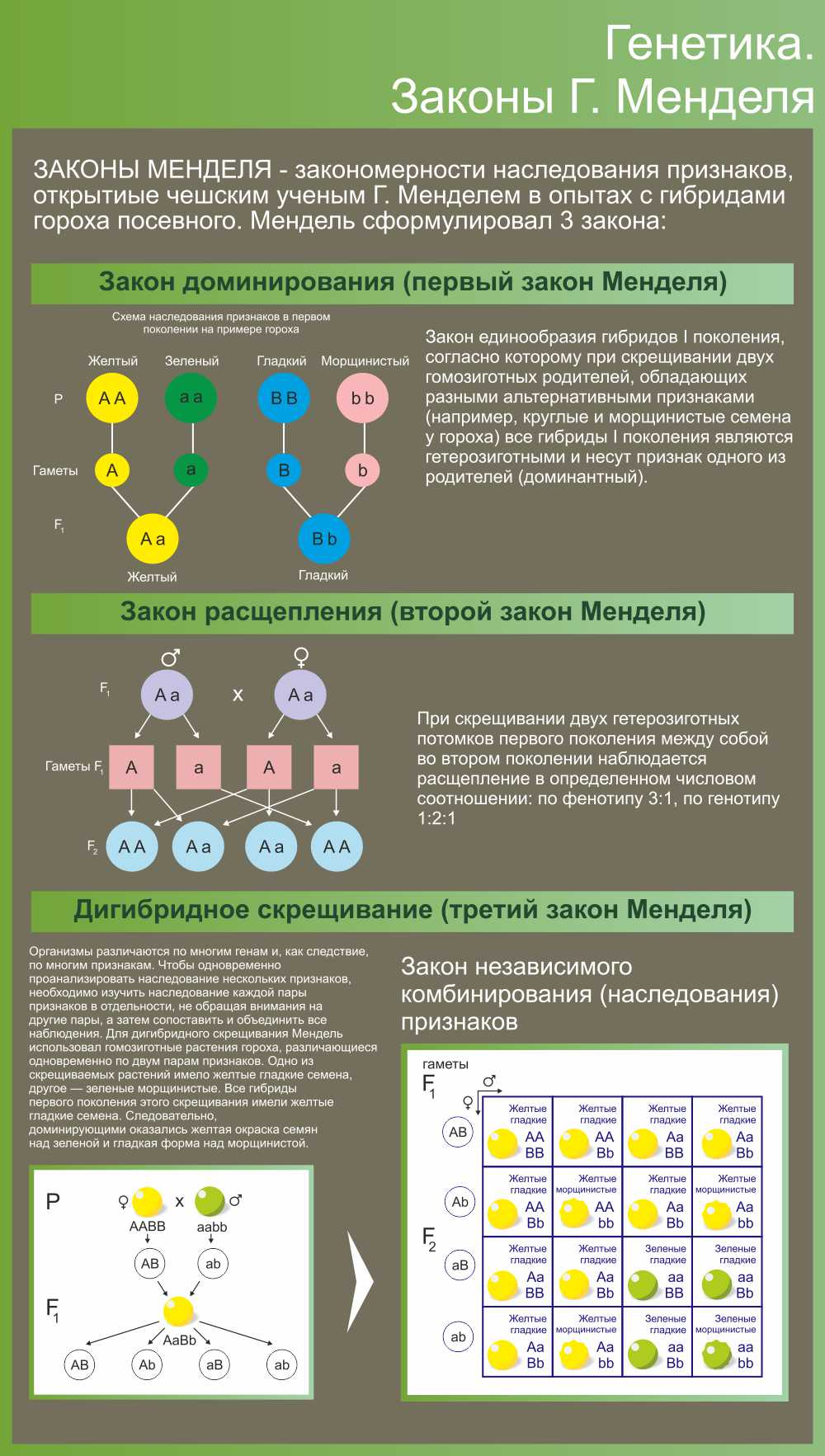 Генетика, законы Менделя в Севастополе