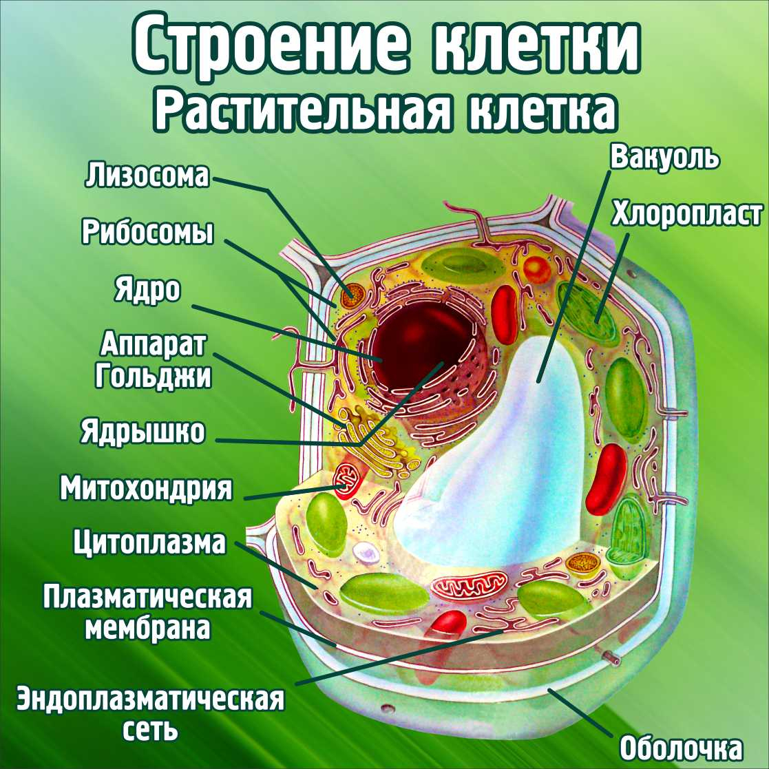 Строение клетки Растительная клетка в Севастополе заказать изготовление  (вариант 2)