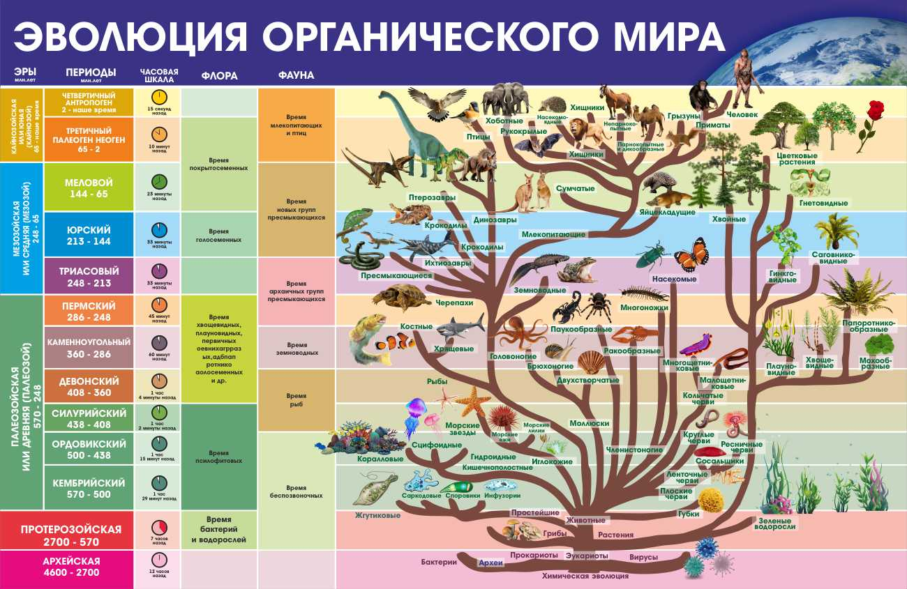 Информация стенд Эволюция органического мира купить в Севастополе